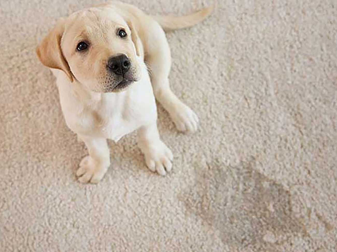 نکات ویژه تمیز کردن فرش برای صاحبان حیوانات خانگی